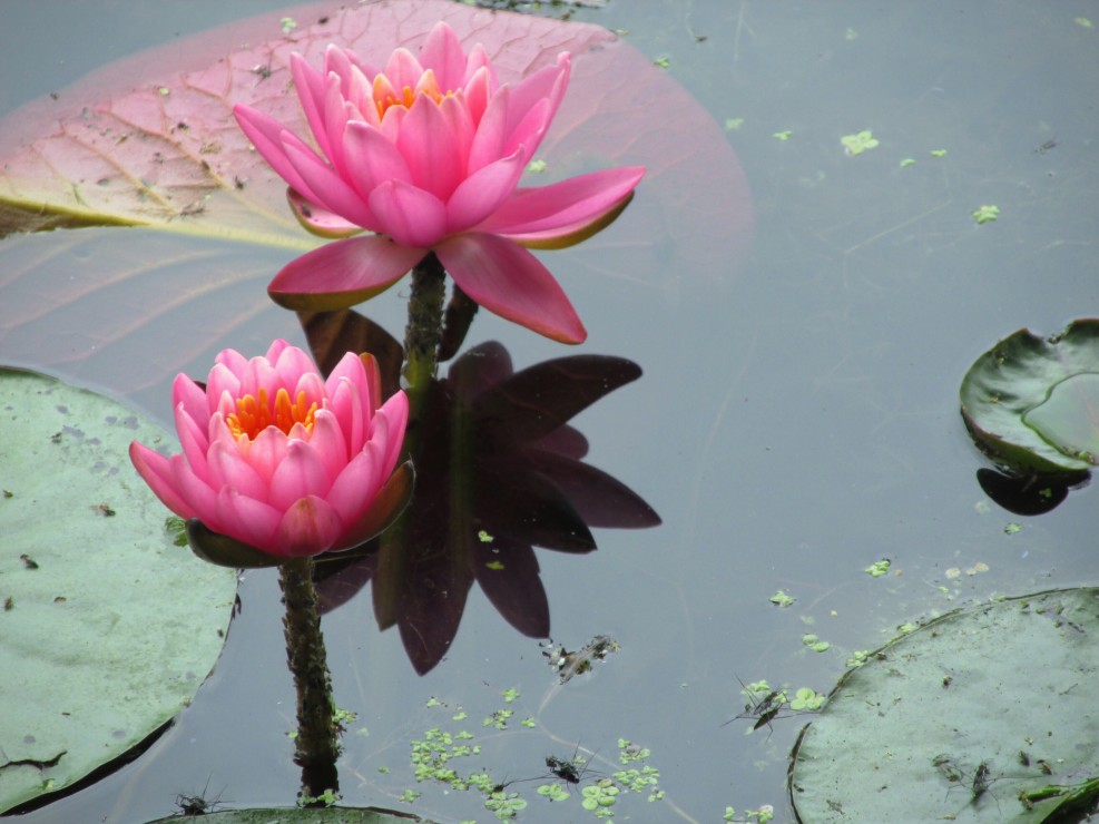 The Capacity of Self-Transcending